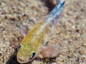 Пет сати могу да држе дах