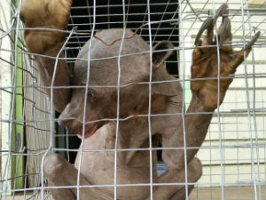 Пронађен „ванземаљац“ са Борнеа