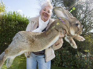 Ово је Даријус, највећи зец на свету!