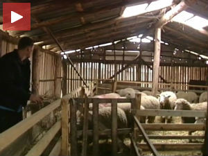 Бела Црква, сеоска стража чува стоку