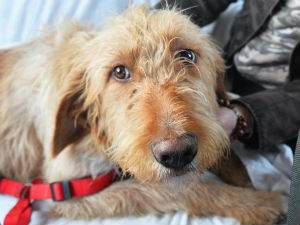 Прича једног пса – од сигурне смрти до Обећане земље