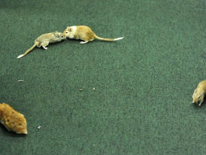 И мишеви у парламенту, али без права гласа