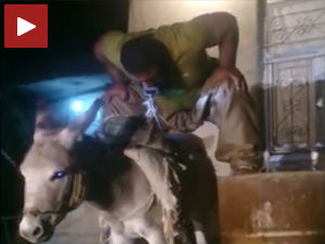 Зуба, најјачи на свету