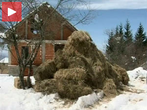 Сточару угинуло 40 коза због недостатка сена