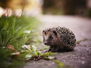Јежеви прекинули градњу станова