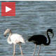 Црни фламинго, чудни фламинго, једини на свету?