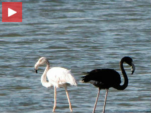 Црни фламинго, чудни фламинго, једини на свету?