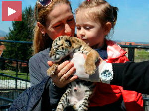 У Јагодини рођен бенгалски тигар!