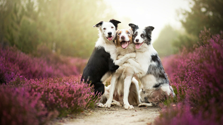 Доказ да се и животиње грле!