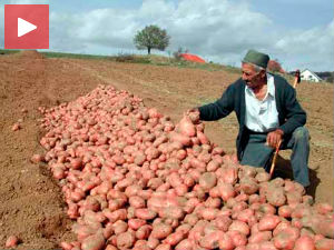 Увозимо кромпир, а домаћи бацамо