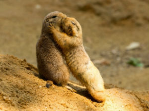 Доказ да се и животиње грле!