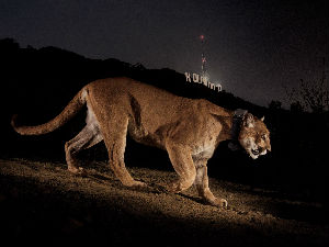 Славна пума неће да изађе из подрума