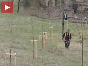 Коме сметају дрвореди у Куршумлији?