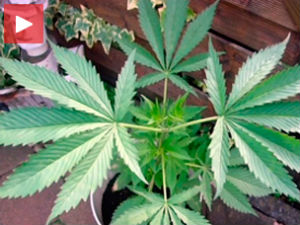 Неслагања стручњака о легализацији канабиса