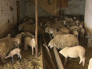 Нема ко да чува овце