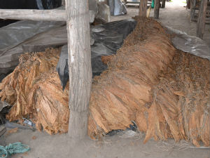 Заплењено више од пет тона дувана