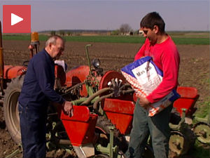 Сетва касни, ратари брину због ниске цене кукуруза