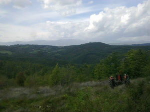 Жандармерија спречила крађу шуме код Куршумлије