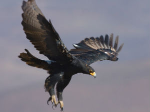 Грациозној грабљивици свиђа се у Србији