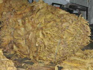 Заплењено 20 тона дувана у листу