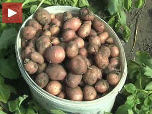 Домаћи млади кромпир на панчевачкој пијаци