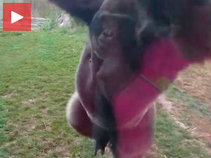 Да нема заштитног стакла, било би свашта