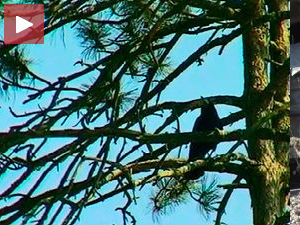 Невоље са вранама