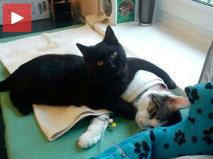 Mачка Радеменес као права Флоренс Најтингел