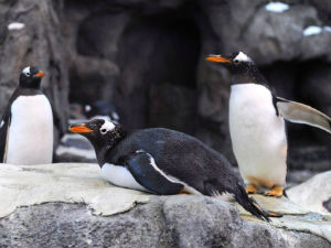 „Апартмани за парење“ за пингвине у Бостону