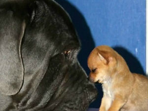 Мој најбољи друг је 120 пута већи од мене!