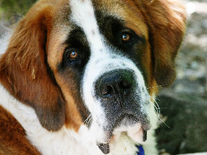 Због пијанке, трогодишњег сина оставили необичној дадиљи...