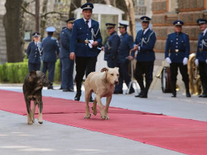 Сарајево, пси луталице предухитрили председника на црвеном тепиху