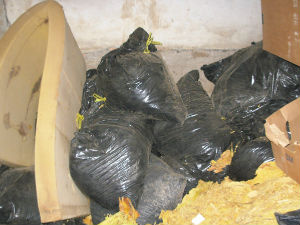 Заплењено 700 килограма дувана у Шиду