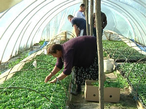 Пластеничка производња расада