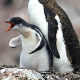 Данас је Дан пингвина