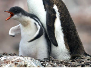 Данас је Дан пингвина