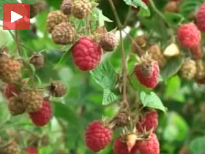 Кад малине буду (пре)зреле