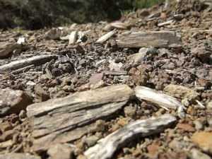 Пропада ибарска „Камена шума“ стара милион година!