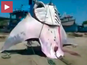 Уловљена чудовишна ража од хиљаду килограма!