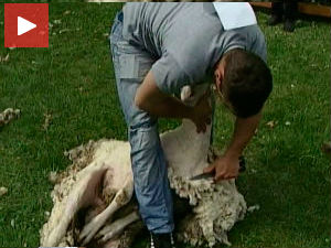 Пастирски сусрети у Сенти