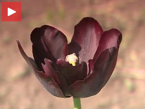 Пурпурне лале из Опова