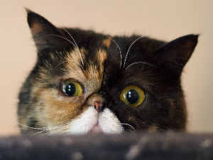 Високи тонови штетни за мачке