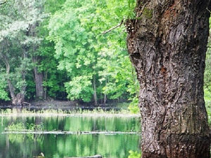 Апел: Чувајте шуме од пожара!