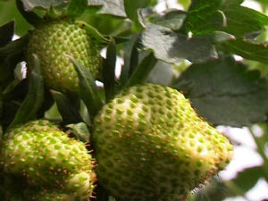 Касни берба јагода у поцерским селима