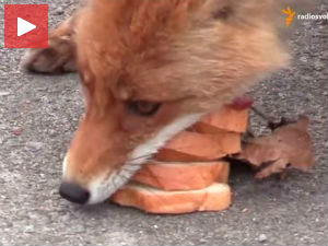 Лисица прави сендвич