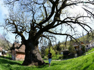 Белопаланачки храст најстарије живо биће на Балкану