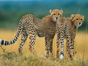 Глобално отопљењe десетковаће животињски свет 