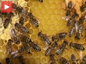 Кад потече мед са Цера