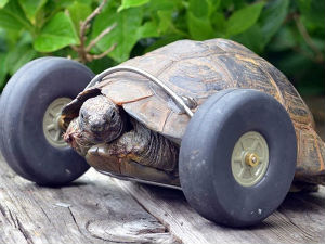 Корњача на точковима, брза и жестока