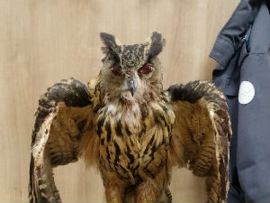 Заплена препарираних птица на Келебији